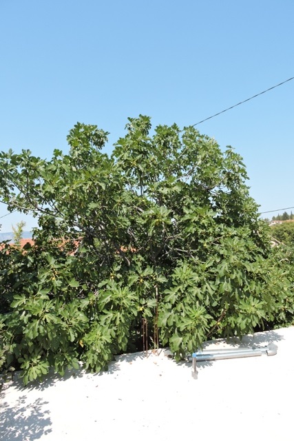 My largest fig tree
